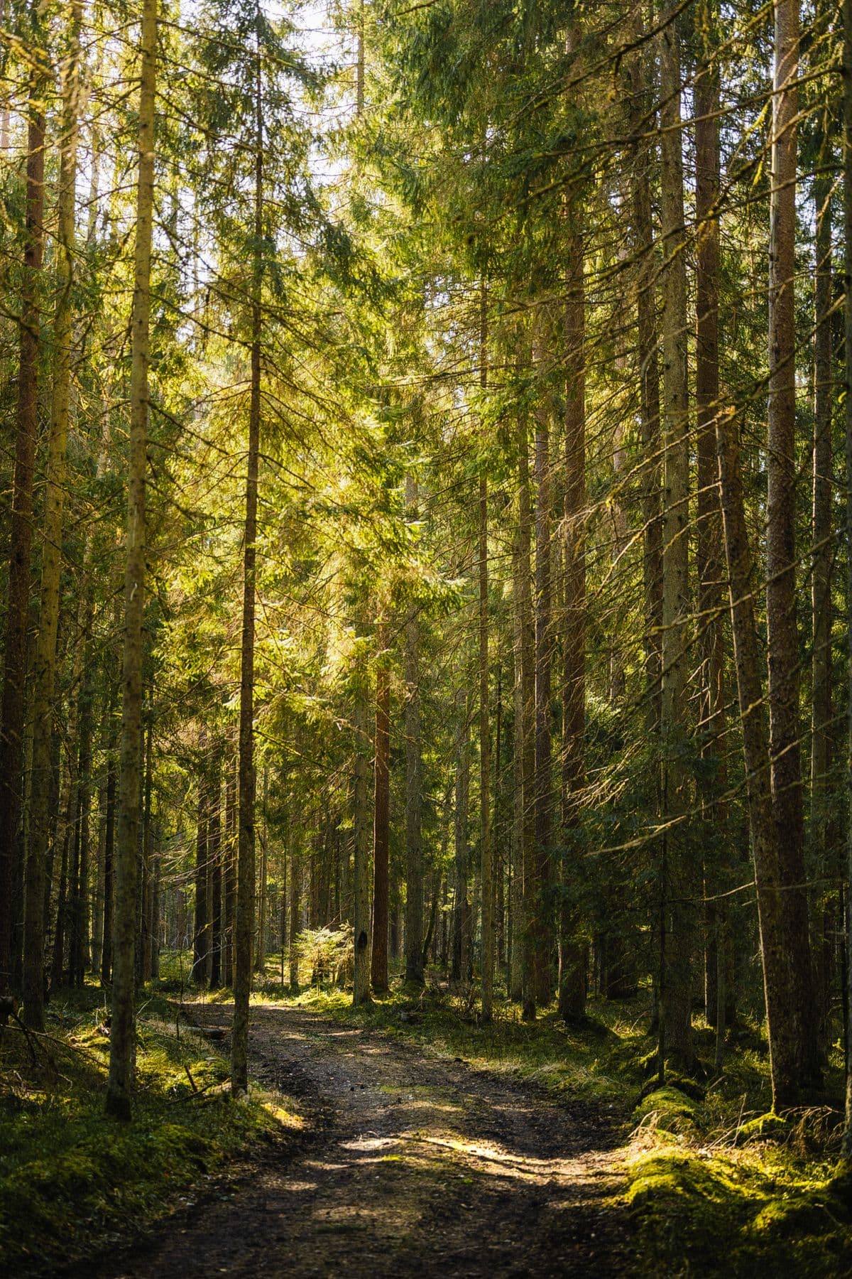 A tranquil forest path bathed in warm sunlight