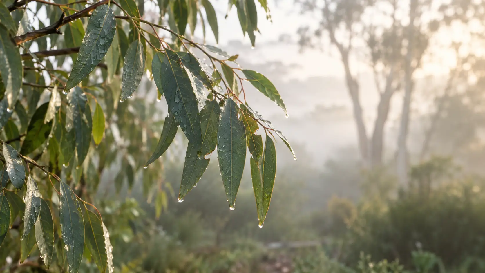 Sunlit eucalyptus leaves with raindrops in soft morning mist