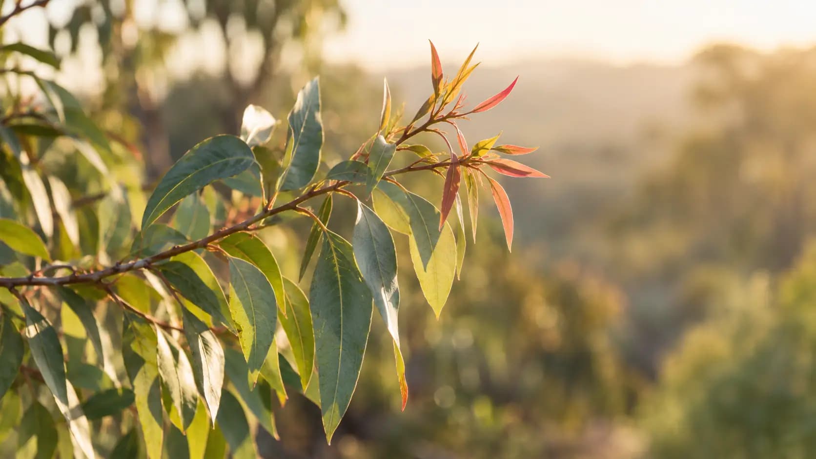 Eucalyptus branch with older leaves and new shoots in soft morning light